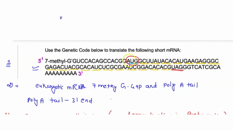 use-the-genetic-code-below-to-translate-the-following-short-mrna-7-methyl-gguccacagccacggauggcuuauacacaugaagagggc-gagacuacgcacaucucgcgaaucggacacacguagggtcatcgca-aaaaaaaaa-notice-the-5-cap-7-83735