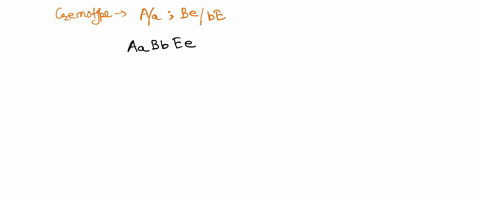 a-person-has-the-genotype-aa-bebe-provide-all-possible-genotypes-of-this-persons-gametes-assuming-crossovers-occured-during-meiosis-89328