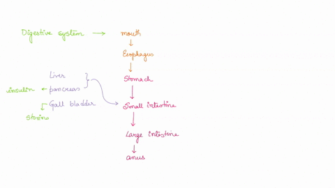 match-each-structure-to-its-function-to-describe-the-function-of-digestive-organs-large-intestine-stomach-passageway-where-peristalsis-pushes-food-to-the-stomacn-absorbs-water-and-salt-to-fo-68297