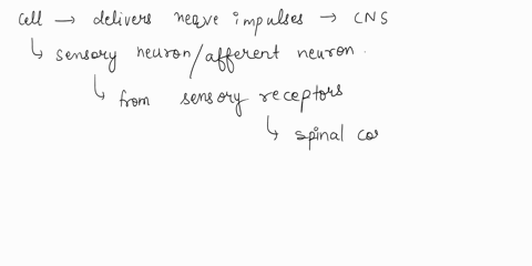 8-10-this-cell-delivers-nerve-impulses-to-the-cns-9this-structure-responds-to-a-stimulus-this-cell-delivers-nerve-impulses-to-an-effector-organ-09107