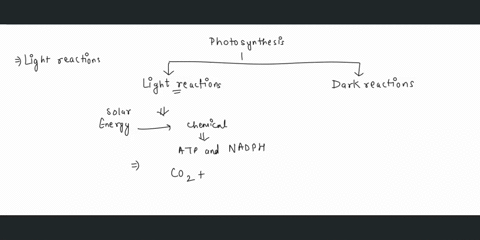 the-light-reactions-of-photosynthesis-use-____-and-produce-_____-a-nadph-nadp-b-water-nadph-atp-c-carbon-dioxide-sugar-d-carbon-dioxide-oxygen-e-nadph-oxygen-62223