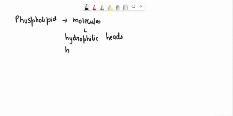 question-6-che-beasrha-membrare-of-the-cell-encloses-the-cytoplasm-and-forms-the-outer-boundary-of-the-can-best-be-structurally-descrbed-as-cell-the-cell-membrane-single-phospholipid-iayer-w-17521