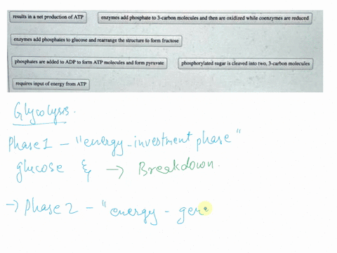 glycolysis-breaks-down-glucose-for-energy-in-a-two-phase-process-classify-the-processes-according-to-whether-they-occur-in-phase-1-or-2-of-glycolysis-glycolysis-phase-1-glycolysis-phase2-ans-41971