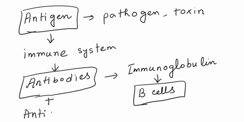 what-are-antigens-and-antibodies-how-are-they-involved-in-the-bodys-response-to-incompatible-blood-79178