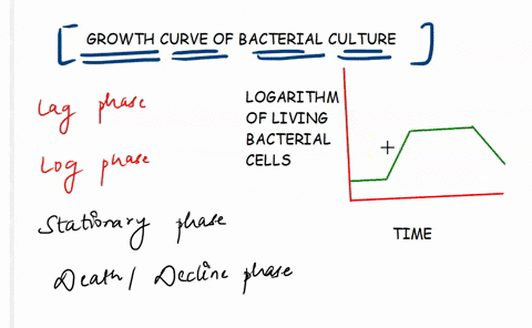 which-growth-phase-in-a-bacterial-batch-culture-has-the-largest-increase-in-cell-numbers-per-unit-of-time-select-one-a-stationary-phase-b-lag-phase-c-death-phase-d-exponential-phase-01952