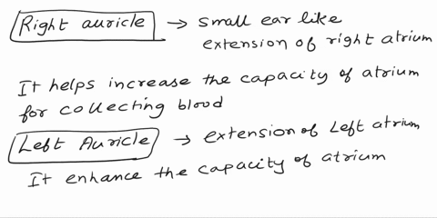 right-auricle-description-function-left-auricle-description-function-right-atrium-description-function-left-atrium-description-function-right-ventricle-description-function-left-ventricle-de-77488