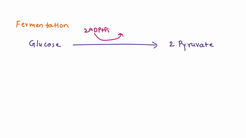 this-is-a-list-of-some-of-the-steps-in-the-process-of-hearing-a-sound-put-them-in-cause-and-effect-order-from-first-to-last-a-k-channels-in-the-hair-cell-membranes-open-b-the-incus-ear-bone-01643