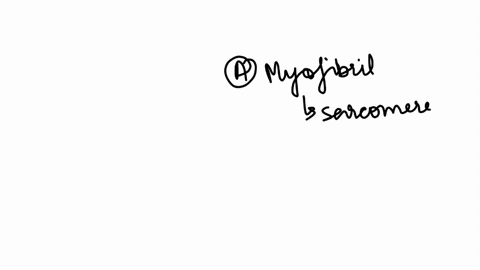 which-of-the-following-is-present-in-a-muscle-sarcomere-choose-one-a-myofibril-b-actin-and-myosin-filaments-c-collagen-d-muscle-fiber