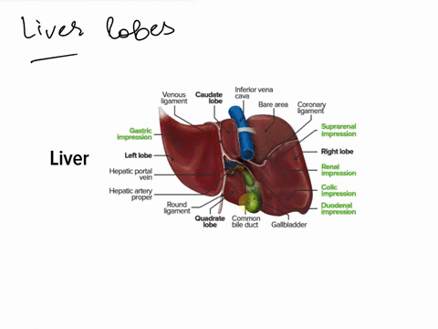 question-36-marked-out-of-100flag-question-the-tip-of-the-blue-arrow-is-indicating-the-lobe-of-the-liver-75045