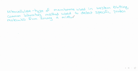 3-why-is-blocking-of-nitrocellulose-paper-an-essential-step-in-western-blotting