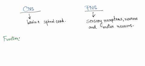 1-what-is-the-function-of-the-central-nervous-system-2-what-is-the-function-of-the-peripheral-nervous-system-02738