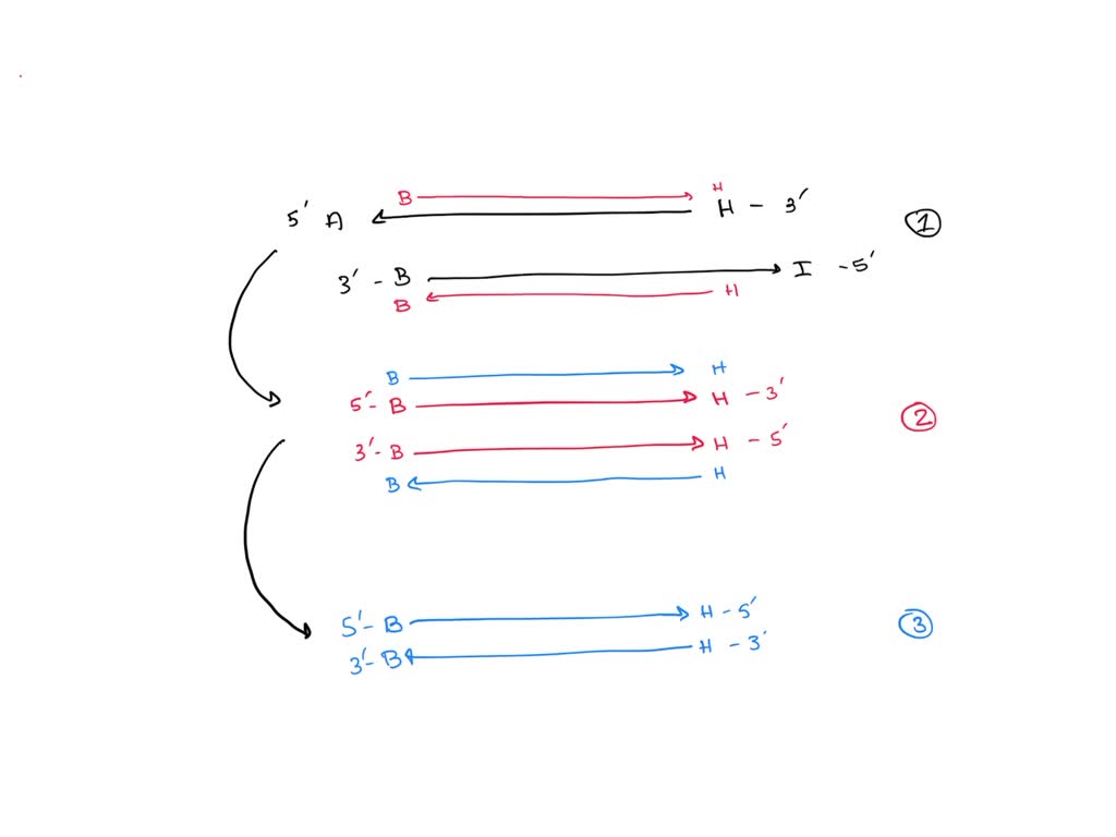 solved-what-are-the-differences-between-pcr-and-dna-sequencing-write