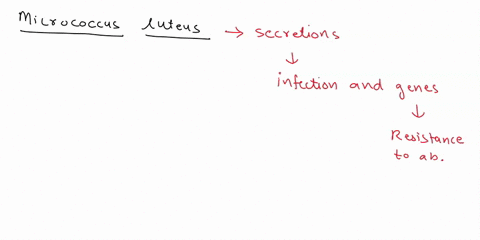what-is-micrococcus-luteus-virulence-factor-and-its-function-33127