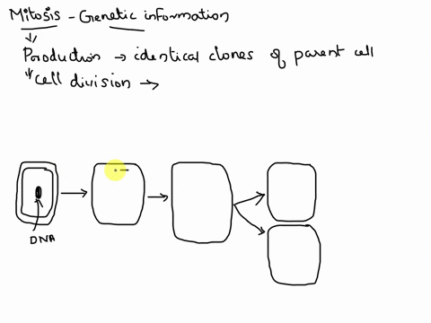 explain-how-the-process-of-mitosis-makes-and-transfers-dna-information-to-produce-genetically-identical-daughter-cells-88436