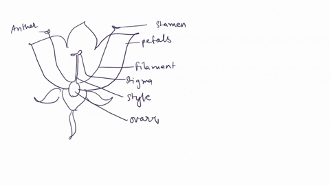 study-flower-structure-label-the-putrts-of-a-flawer-sepal-ptal-filament-ilnte-0vty-avle-stigta-this-monocot-dicor-flower-explain-give-the-funetions-ofthe-following-floral-natis-farts-sepals-33693