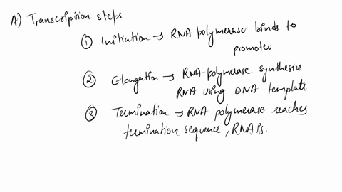a-describe-the-3-major-steps-of-transcription-and-what-goes-on-in-each-b-describe-the-steps-in-translation-and-what-goes-on-in-each-c-describe-the-tree-types-of-mutation-substitution-inserti-75965