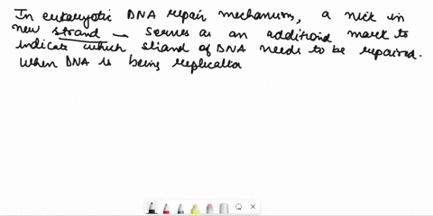 besides-the-distortion-in-the-dna-backbone-caused-by-mismatched-base-pair-what-additional-mark-eukaryotic-dna-to-indicate-which-strand-needs-to-be-repaired-there-on-nick-in-the-template-stra-05414