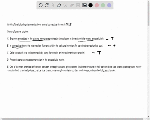 which-of-the-following-statements-about-animal-connective-tissues-is-true-group-of-answer-choices-a-enzymes-embedded-in-the-plasma-membrane-synthesize-the-collagen-in-the-extracellular-matri-93091