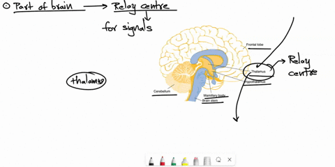 part-of-the-brain-acting-as-relay-centre-is-a-thalamus-b-hypothalamus-c-medulla-oblongata-d-pituitary-93366