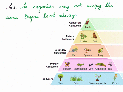 do-organisms-always-stay-in-the-same-level-74135