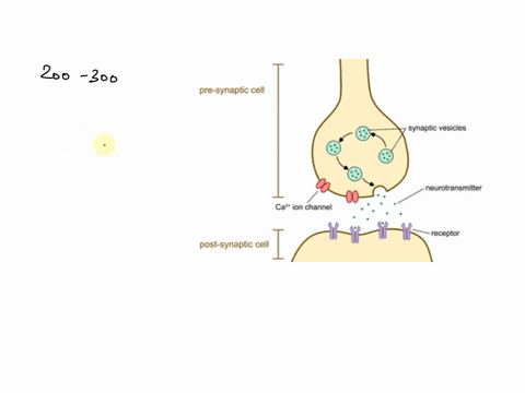 which-of-the-following-is-not-a-neurotransmitter-gaba-b-thyroxine-c-acetylcholine-serotonin-dopamine-54557