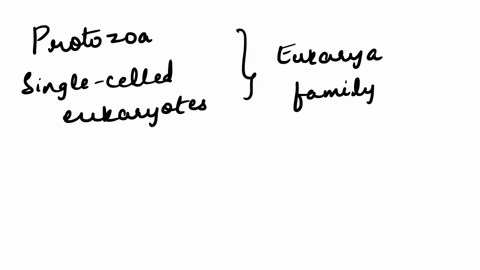 which-of-the-following-is-thought-to-be-the-most-closely-related-to-the-common-animal-ancestor-a-fun-63207