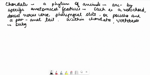 chordates-vertebrates-tetrapods-amnioles-0-1-l-jl-1-3-l-i-l-il-1-1-l-h-l-featneta-u-v-8-hl-unnollc-lint-denralne-ancestral-chordale-chordate-and-vertebrate-evolution-luner-07882