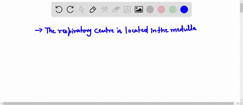 the-respiratory-center-is-located-in-the-medulla-oblongata-and-the-_________-of-the-brainstem-23063