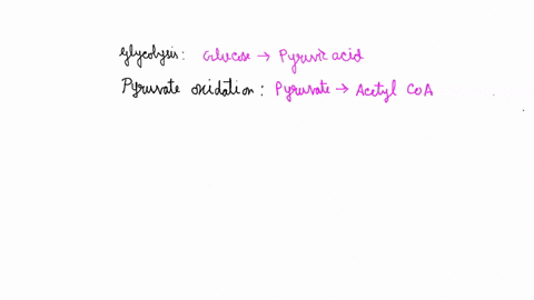which-stages-of-cellular-respiration-use-o2-as-an-input-all-four-stages-use-o2-as-an-input-glycolysis-and-oxidative-phosphorylation-citric-acid-cycle-and-oxidative-phosphorylation-oxidative-21152