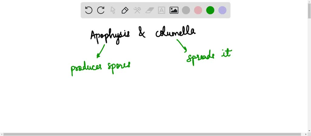 Solved What Is Apophysis And Columella Respectively A Swelling