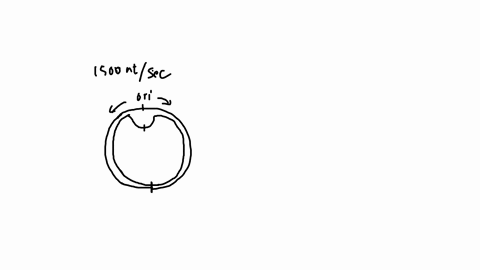 a-bacterium-synthesizes-dna-at-each-replication-fork-at-a-rateof-1500-nucleotides-per-second-if-this-bacterium-completelyreplicates-its-circular-chromosome-by-theta-replication-in-20minutes-93772