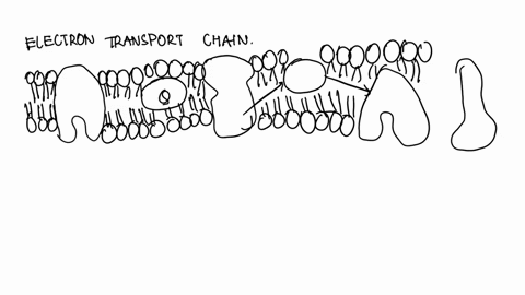 44-how-will-you-arrange-the-following-electron-acceptors-in-order-to-have-spontaneous-transfer-of-electrons-ubiquinone-cytochrome-fad-cytochrome-a-explain-your-answer-45-a-hydrogen-ion-gradi-32724