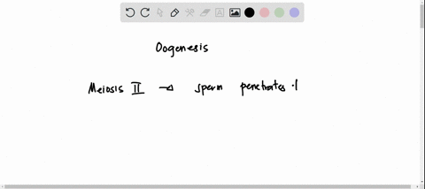 during-oogenesis-in-mammals-the-second-meiotic-division-occurs-a-in-the-formation-of-the-primary-o-2-46833