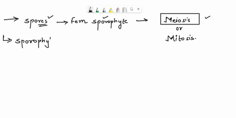 ferns-hw-2-answer-the-following-questions-relating-to-fcrns-are-the-spores-produced-by-the-fern-sporophyte-fored-by-meiosis-or-mitosis-_-do-the-spores-belong-to-the-ganetophyte-or-sporophyte-17256