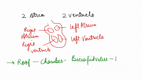 match-the-followinga-left-atriumb-right-atriumc-left-ventricled-right-ventricle-1-inferior-discharging-chamber-on-the-left-side-of-the-heart-2-the-coronary-sinus-empties-blood-from-cardiac-c-61361