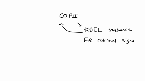 a-copii-vesicle-sorting-signal-on-a-membrane-protein-destined-for-transport-from-the-er-to-the-golgi-functions-by-binding-b-luminal-proteins-requires-a-recognition-by-a-for-packaging-into-a-16407