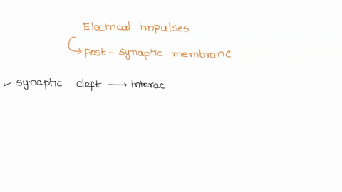 sequencing-transmission-of-an-electrical-impulse-through-neuron-place-the-followlng-structures-in-the-order-ihat-an-electrical-impulse-would-travel-beginning-with-the-post-synaptic-membrane-90825