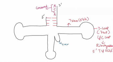 use-the-image-of-the-trna-shown-below-to-answer-the-following-questions-what-2-types-of-bonds-maintain-the-trna-s-shape-1-b-what-type-of-bonds-form-between-a-codon-and-its-anticodon-05-c-whi-21328