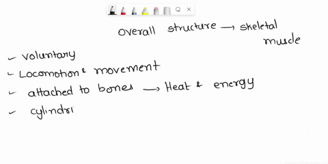using-the-following-terms-describe-the-overall-structure-and-organization-of-a-skeletal-muscle-muscle-fascicle-muscle-fiber-myofibril-sarcomere-myofilament-epimysium-perimysium-endomysium-wo-22947