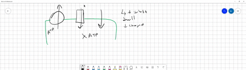 2-classify-the-phrases-based-on-whether-they-describe-or-give-an-example-of-simple-diffusion-facilitated-diffusion-primary-active-transport-or-secondary-active-transport-transport-of-ht-into-36564