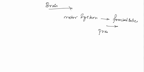244-active-learning-workbook-complete-it-the-brain-and-movement-fill-in-the-blanks-to-complete-the-following-paragraph-that-describes-the-role-of-the-brain-in-movement-like-the-primary-somat-30134
