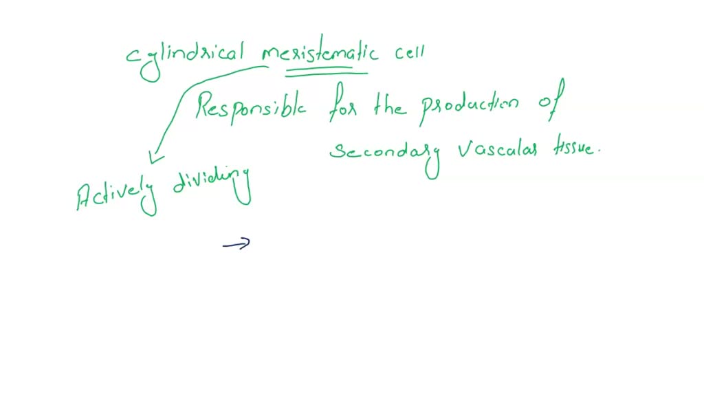 SOLVED: Which is a cylinder of meristematic cells only one cell thick ...