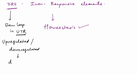 suppose-a-person-is-homozygous-for-a-mutation-in-the-irp-gene-that-causes-the-irp-protein-to-not-bind-iron-but-can-still-bind-to-the-ire-element-how-would-this-mutation-affect-the-regulation-81197