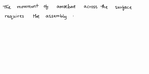 movement-of-amoebae-jcross-surface-requires-which-of-the-following-activities-by-components-of-the-cytoskeleton-assembly-ol-ectin-filjments-t0-form-bulges-in-the-plasma-inembrzne-localizcd-c-55694