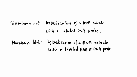 all-of-the-following-techniques-involve-hybridization-between-single-stranded-nucleic-acid-molecules-except-southern-blot-analysis-rflp-analysis-northern-blot-analysis-microarray-analysis-2