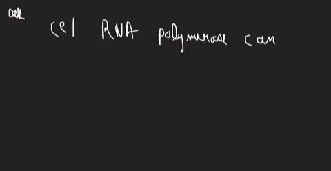 question-in-which-ofthe-following-actions-does-rna-polymerase-differ-from-dna-polymerase-rna-polymerase-can-initiate-rna-synthesis-but-dna-polymerase-requires-primer-initiate-dna-synthesis-r-09489