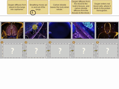 drag-each-label-to-the-appropriate-location-on-the-flowchart-oxygen-diffuses-from-the-blood-to-the-bodys-tissues-and-carbon-dioxide-diffuses-from-the-tissues-to-the-blood-oxygen-diffuses-fro-33132