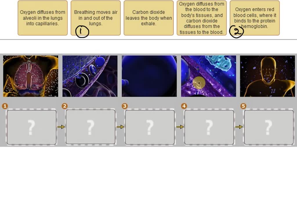 VIDEO Solution: BioFlix Activity: Gas Exchange - Key Events In Gas ...