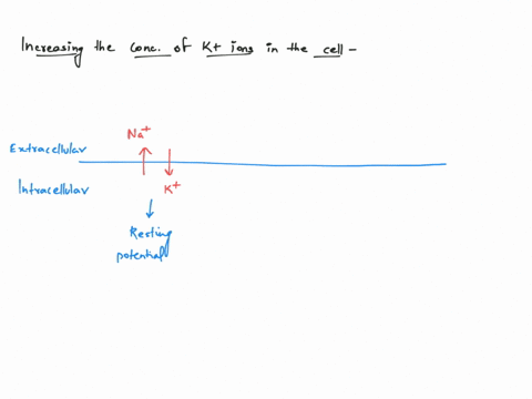 if-you-experimentally-increase-the-concentration-of-k-inside-a-cell-while-maintaining-other-ion-concentrations-as-they-were-what-would-happen-to-the-cells-membrane-potential-36316