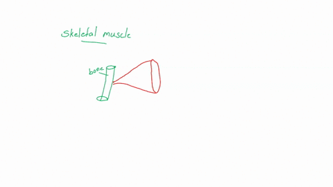 1-a-skeletal-muscle-fiber-contains-all-of-the-following-except-group-of-answer-choices-a-sarcoplasmic-reticulum-myosin-2-the-sliding-filament-theory-states-that-the-thin-filaments-shorten-wh-66044